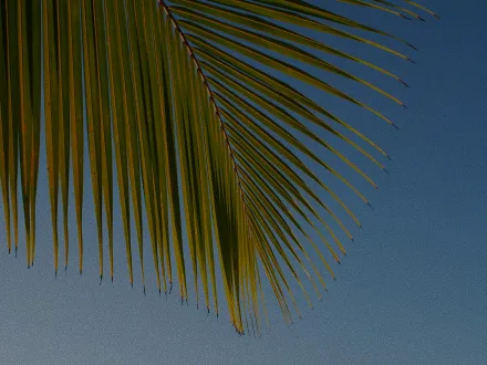 A Taste of the Caribbean